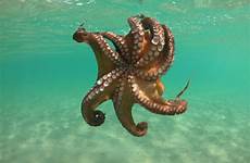 tentacles earth octopuses scientists