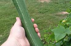 cucumber telegraph chronicles creamer huge large cucumbers english