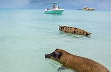 bahamas pig beach who