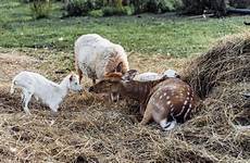 goats lie goatling hayloft