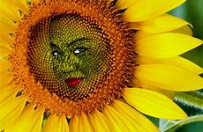 face sunflower