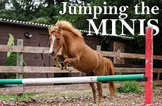 jumping miniature horses