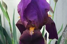 purple bearded blooming irises dozens