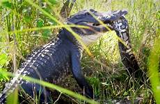 gator alligator fence burmese alligators gulps eats invasive encounter climbs climb