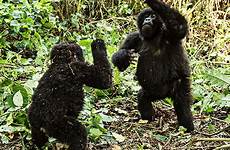 gorillas towson midst her hertel kathleen ricker playing