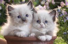 cute kittens kitten wallpaper wallpapers desktop backgrounds funny garden wallpapertag baby christmas android wallpaper10