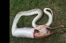 python swallows burmese tailed outweighed weighed devours itself