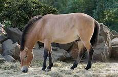 przewalski horse wild zoo horses characteristics leipzig animal przewalskis side