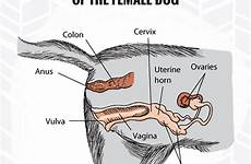 reproductive dogs organs uterus urinary vaginitis labour faqs breedingbusiness labor