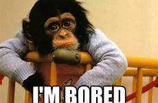 bored memes monkey funny quickmeme painfully relatable