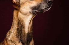 portraits vogelsang elke dog dogs portrait photography playful expressive their pet expressions creative look fun presenting personalities today delightfully whose