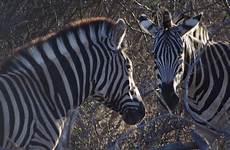 zebra mammal africa vertebrate