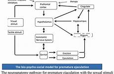 ejaculation premature pharmacological interventions pathophysiology bridging psychological