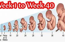 pregnancy week development fetal timeline fetus month mother baby formed health form mothers sexual talk wednesday women