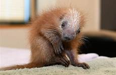 porcupine baby chicago zoological society born brookfield zoo species schulz jim first its kind czs zooborns wttw