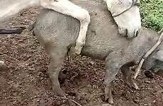 horses donkey taboo 1004 bestiality videoz zzz