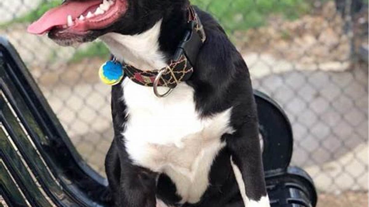 Great Dane Border Collie Mix crate training