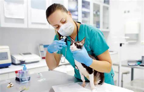 Veterinary doctor