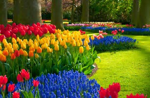 Image result for images flower garden with many different colors