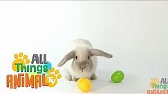 * RABBIT * | Animals For Kids | All Things Animal TV