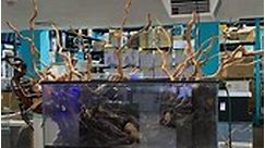 A tonne of driftwood in a scape means lots of tannins leached into the water at the start. With lots of water changes it will eventually clear up and be ready to add fish and plants! Have you seen our Altumate @cadeaquariums display in store? #natureaquariums #nature #aquariums #aquariumhobby #aquascaping #aquascape #fyp #aquariumhobby #plantedtanksofinstagram #instagood #tropicalfish #cadeaquariums | Nature Pets & Aquariums