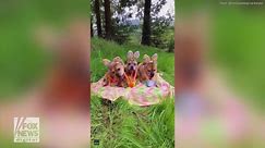 Dog trio wears Easter bunny ears to celebrate the holiday
