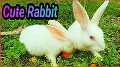 Cute Baby Rabbits playing | Baby Bunny | Cute Rabbits | Bunnies