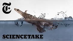 These Geckos Can Run on Water (Sort Of) | ScienceTake