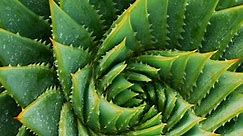 Follow This Step-by-Step Video to Easily Repot Your Aloe Vera Plants