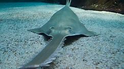 'Critically Endangered' 13-Foot Sawfish Spotted In Florida