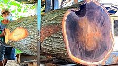 Giant acacia wood which full beautiful
