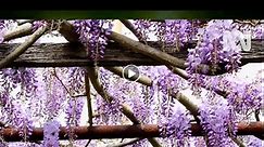 Pruning Your Wisteria