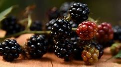 How to Grow Blackberries from Seed to Berry | Guide & Hacks