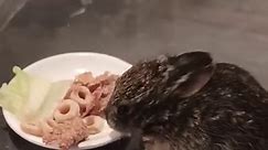 This is Thumpy a little baby bunny . My kitties brought home to me I had been feeding him with an eye dropper and now he's eaten solid food . | Cynthia Phillips