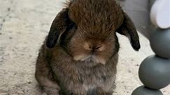 Baby Bunnies Playtime 🌻 #hollandlop #rabbit #cute | Flop-A-Lops Rabbitry Holland Lops