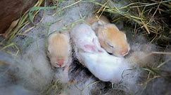 What To Do If You Find Wild, Newborn Bunnies?