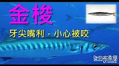 (29) 金梭魚(針梭、竹梭 )的習性與釣法【知魚不龜系列】