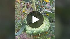 The last one could have used a few extra days but the squirrels have a different definition of “ripe” 🐿️ #harvest #sunflower #asmr #fyp #giantsunflower #foryou #flowers