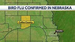Case of bird flu confirmed in small backyard flock in Nebraska