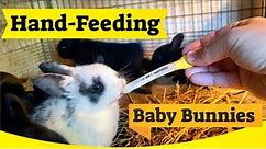 Hand-feeding Baby Bunnies - Rabbit Mom Didn't Make It
