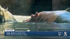 Bibi birth watch: Cincinnati Zoo says Fiona's mom shows signs of labor