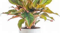 Costa Farms Chinese Evergreen, Easy to Grow Live Indoor Plant Aglaonema, Houseplant Potted in Indoors Garden Plant Pot, Potting Soil Mix, Gift for New Home, Office, Room or Home Décor, 1-2 Feet Tall