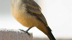 What Is the Say's Phoebe?