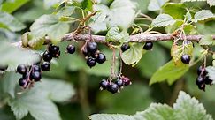 Why won't my blackcurrant flower or fruit?
