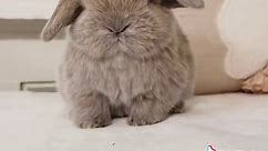 The cutest little bunny 🌸🐰🌸 #fyp #bunny #hollandlop | Bunnies