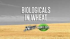 Biologicals In Wheat