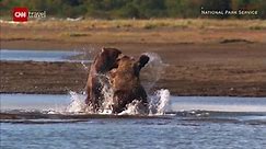 US government might bring grizzlies back to North Cascades park