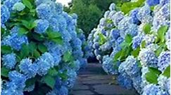 Blue Hydrangea Alley .... - Flowers Magazine