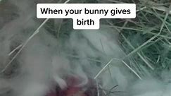3Harper gave birth today!! #babybunnies #birth #pet #bunnies #babypet #bunnies #bunny #rabbit #rabbit | AnimalsA
