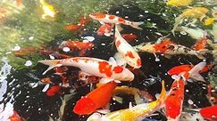 Transform Your Backyard with a Stunning Koi Fish Pond | Sadin Fun